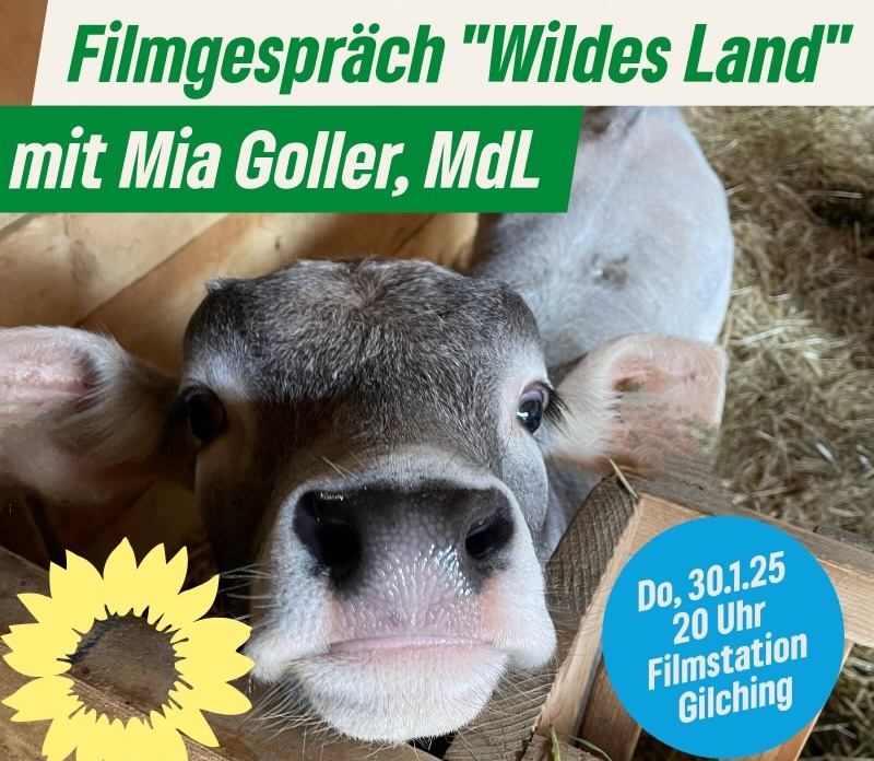 Plakat zum Filmgespräch Wildes Land - ein junges Kalb blickt dem Zuschauer entgegen